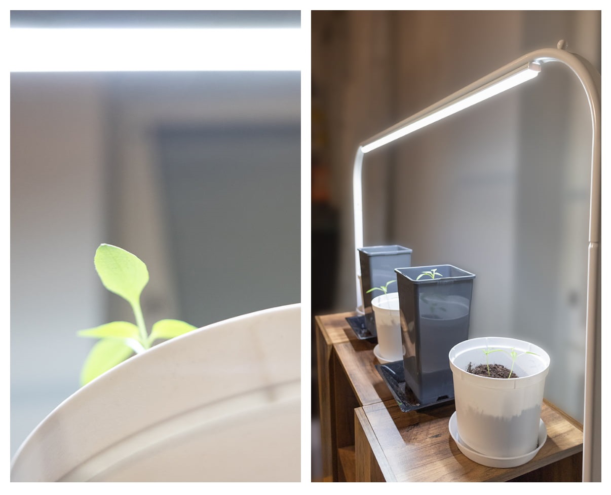 Mit LED-Lampen das ganze Jahr über Pflanzen züchten